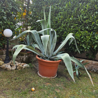 Agave di circa 1,50/2,00 m