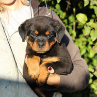 Cuccioli di rottweiler