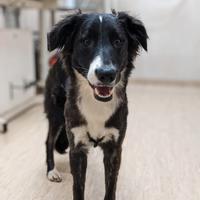 Sasha simil border collie 8 mesi dolcissima