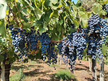 Uva da vino Trebbiano e Merlot