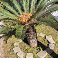 Cycas