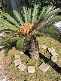 Cycas