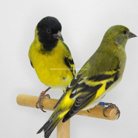 Coppia lucherini testa nera