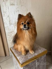 Spitz