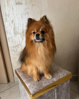 Spitz