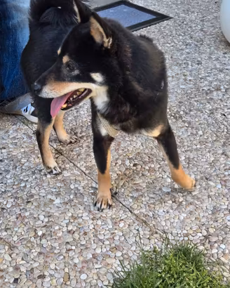 Cane Shiba Inu