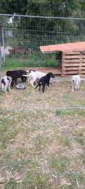 Cuccioli taglia media