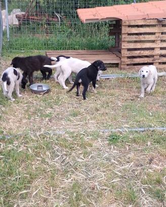 Cuccioli taglia media