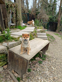 Cucciole di shiba