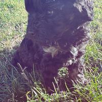 Barboncino Toy maschietto