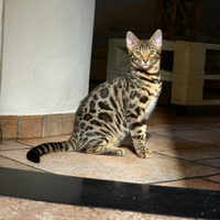 Gattini del bengala prezzo ribassato
