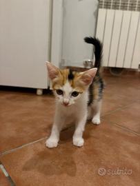 Regalasi Gattina Calico