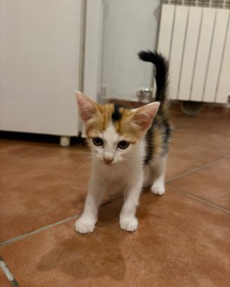 Regalasi Gattina Calico
