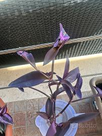 Tradescantia purpurea