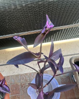 Tradescantia purpurea