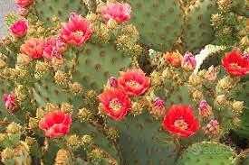 piante grasse opuntie