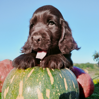 Cocker spaniel inglese pedigree expo cioccolato