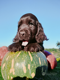 Cocker spaniel inglese pedigree expo cioccolato