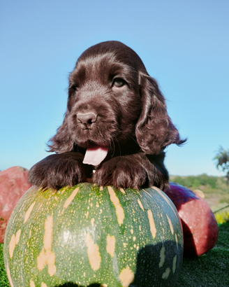 Cocker spaniel inglese pedigree expo cioccolato