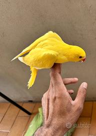 Pullo parrocchetto dal collare giallo lutino puro