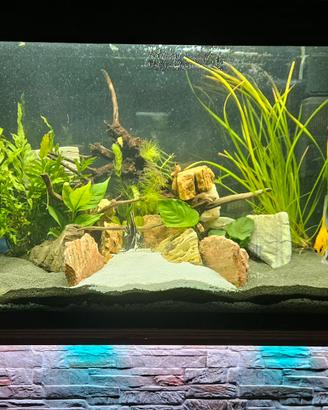 Acquario Askoll Ciano Emotion Nature 80 led