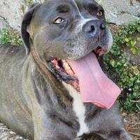 GOLIA, cane corso