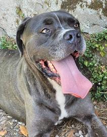 GOLIA, cane corso