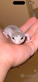 Gechi leopardini