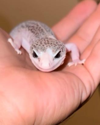 Gechi leopardini