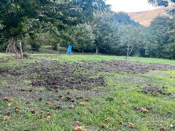 Terreno agricolo produttivo ( nocciole e castagne