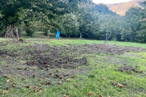 Terreno agricolo produttivo ( nocciole e castagne