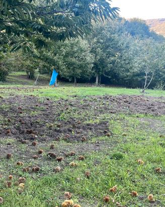 Terreno agricolo produttivo ( nocciole e castagne