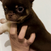 Cucciolo di chihuahua cioccolato focato bianco tan