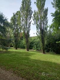 Legna di pioppo