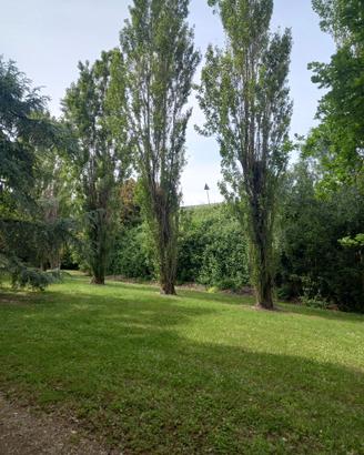 Legna di pioppo