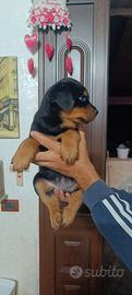 Rottweiler cuccioli