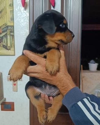 Rottweiler cuccioli
