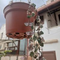 Pianta Ceropegia woodii variegata in fioritura 