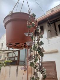 Pianta Ceropegia woodii variegata in fioritura 