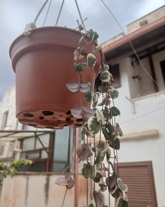 Pianta Ceropegia woodii variegata in fioritura 