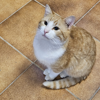Gatto Rosso e bianco