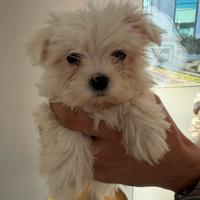 Maltese mini toy