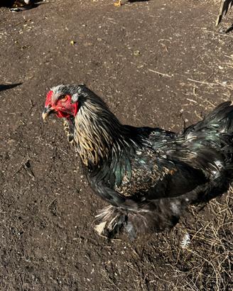 Gallo Brahma