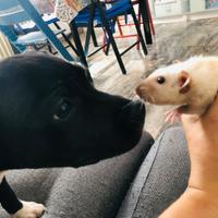 Pensione piccoli animali
