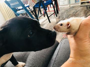 Pensione piccoli animali