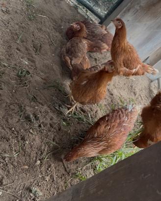 Galline ovaiole