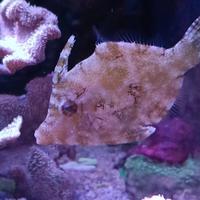 Pesce tomentosus acquario marino