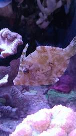 Pesce tomentosus acquario marino