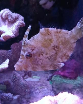 Pesce tomentosus acquario marino