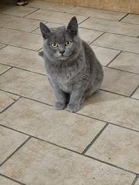 Cuccioli di Scottish Stright